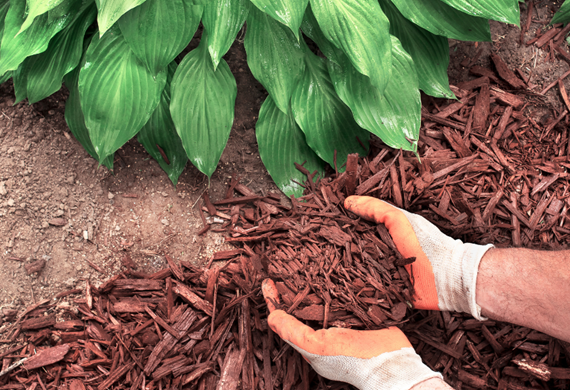 Hender som holder bark over hagejord vedsiden av en plante Hender som holder bark over hagejord vedsiden av en plante