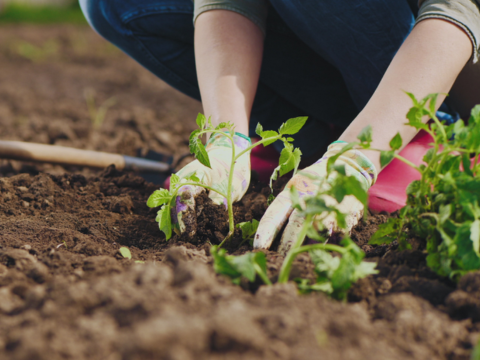 dame som steller jorden i hagen og planter ut en rose dame som steller jorden i hagen og planter ut en rose
