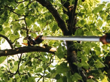 Bli en beskjæringsekspert