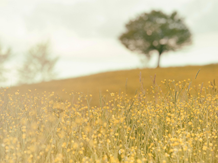 GPBMs arbeid med bærekraft