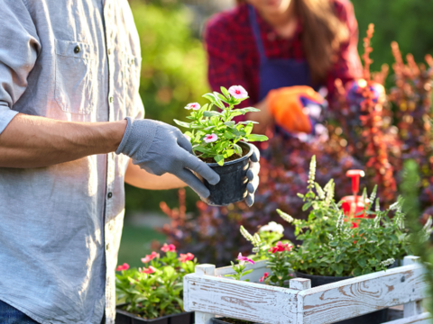Mann som steller med blomster i hagen Mann som steller med blomster i hagen
